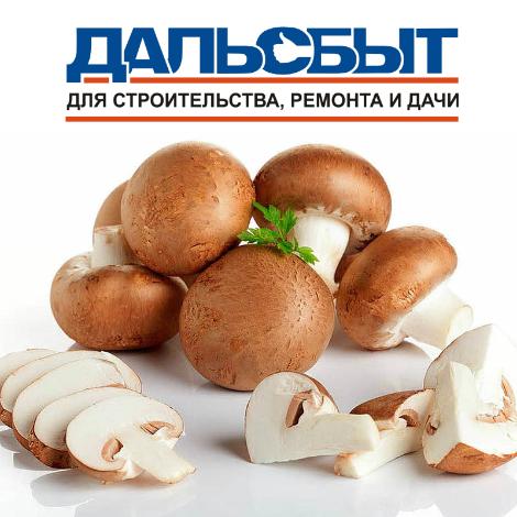 Мицелий грибов - находка для любителей грибных деликатесов