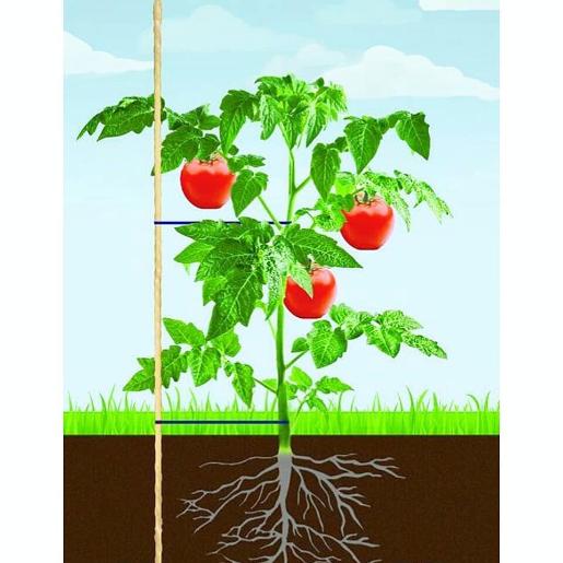 Преимущества подвязки помидор в открытом грунт