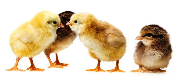 Цветные цыплята – фото и видео, как покрасить цыпленка правильн�о
