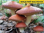 Мицелий грибов Маслёнок обыкновенный (50мл)