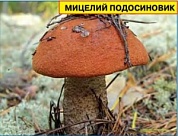 Мицелий грибов Подосиновик (50мл)