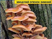 Мицелий грибов Опёнок зимний 12 палочек