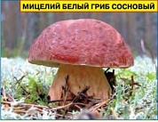 Мицелий грибов Белый гриб сосновый (50мл)
