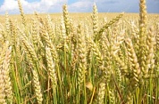 Пшеница яровая (1кг) Эко Сад