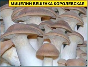 Мицелий грибов Вешенка королевская (12 палочек)